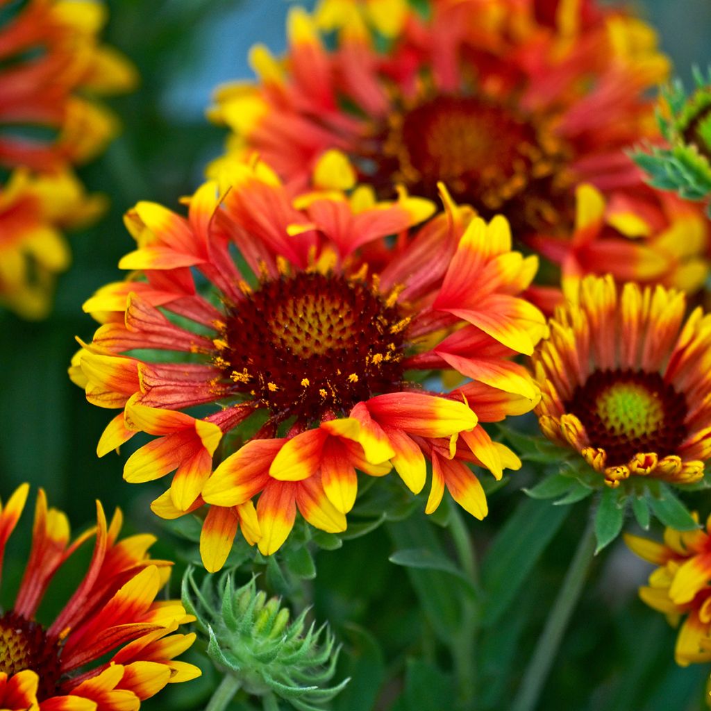 Gaillardia grandiflora Fanfare - Kokardebloem