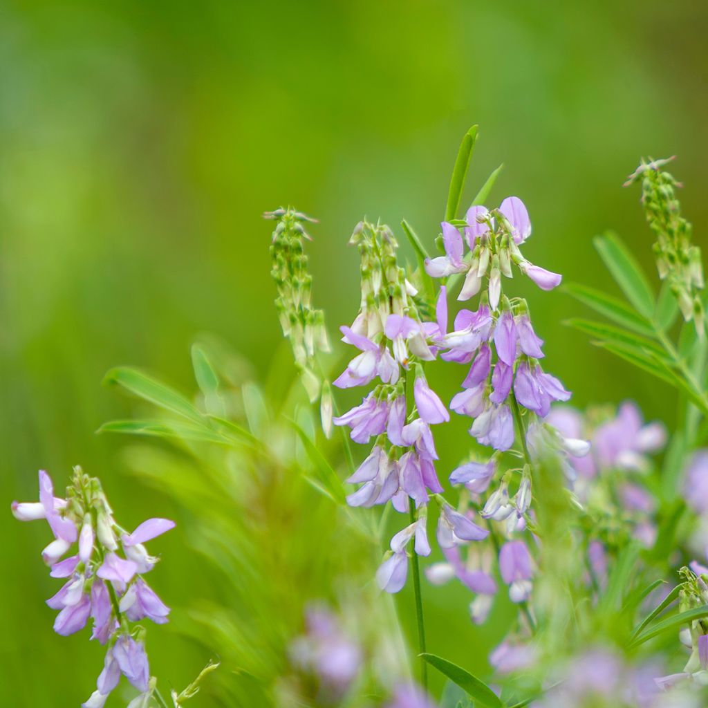 Galega officinalis - Geitenruit