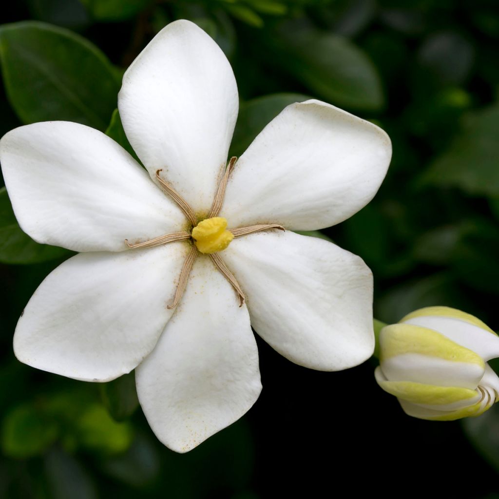 Gardenia jasminoides Kleim's Hardy - Kaapse jasmijn