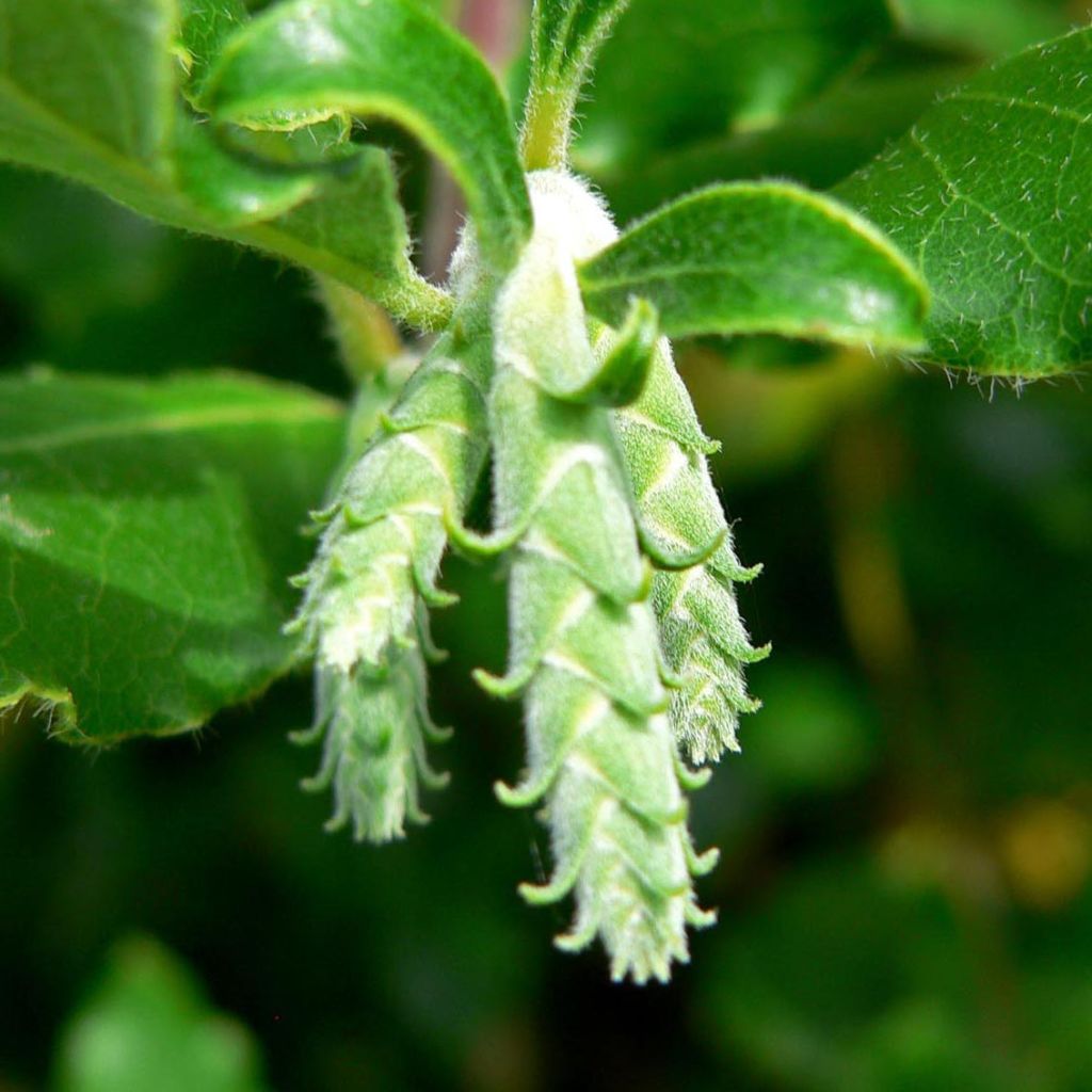 Garrya elliptica James Roof - Katjesstruik