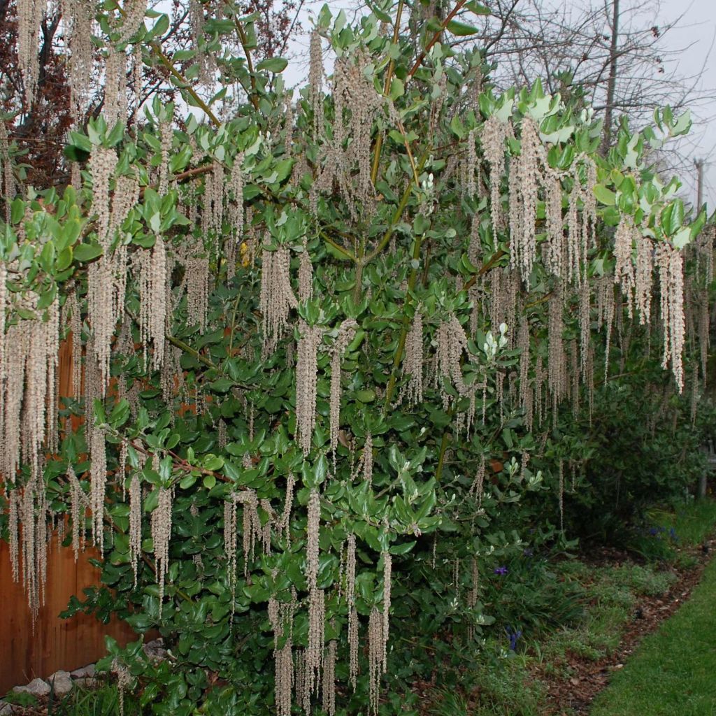 Garrya elliptica James Roof - Katjesstruik