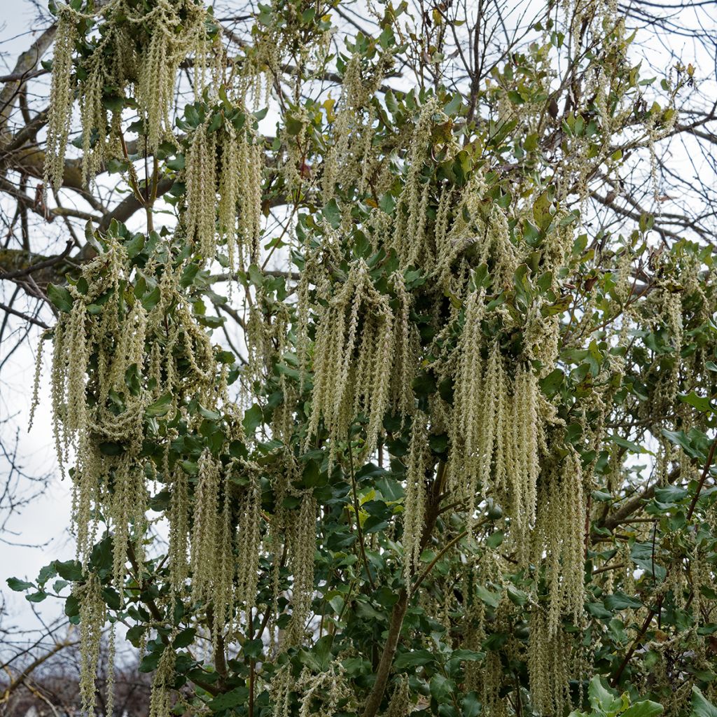 Garrya elliptica James Roof - Katjesstruik