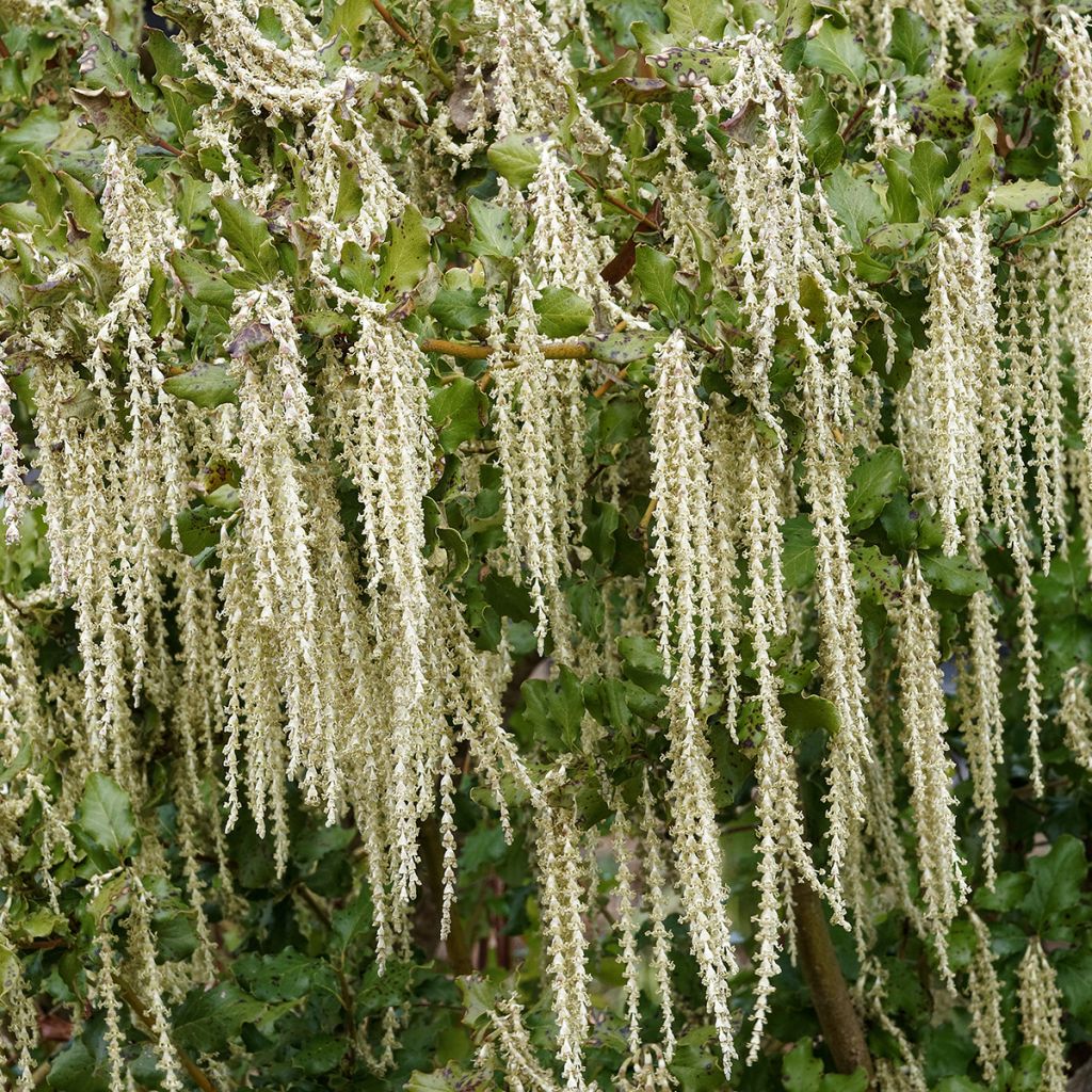 Garrya elliptica James Roof - Katjesstruik