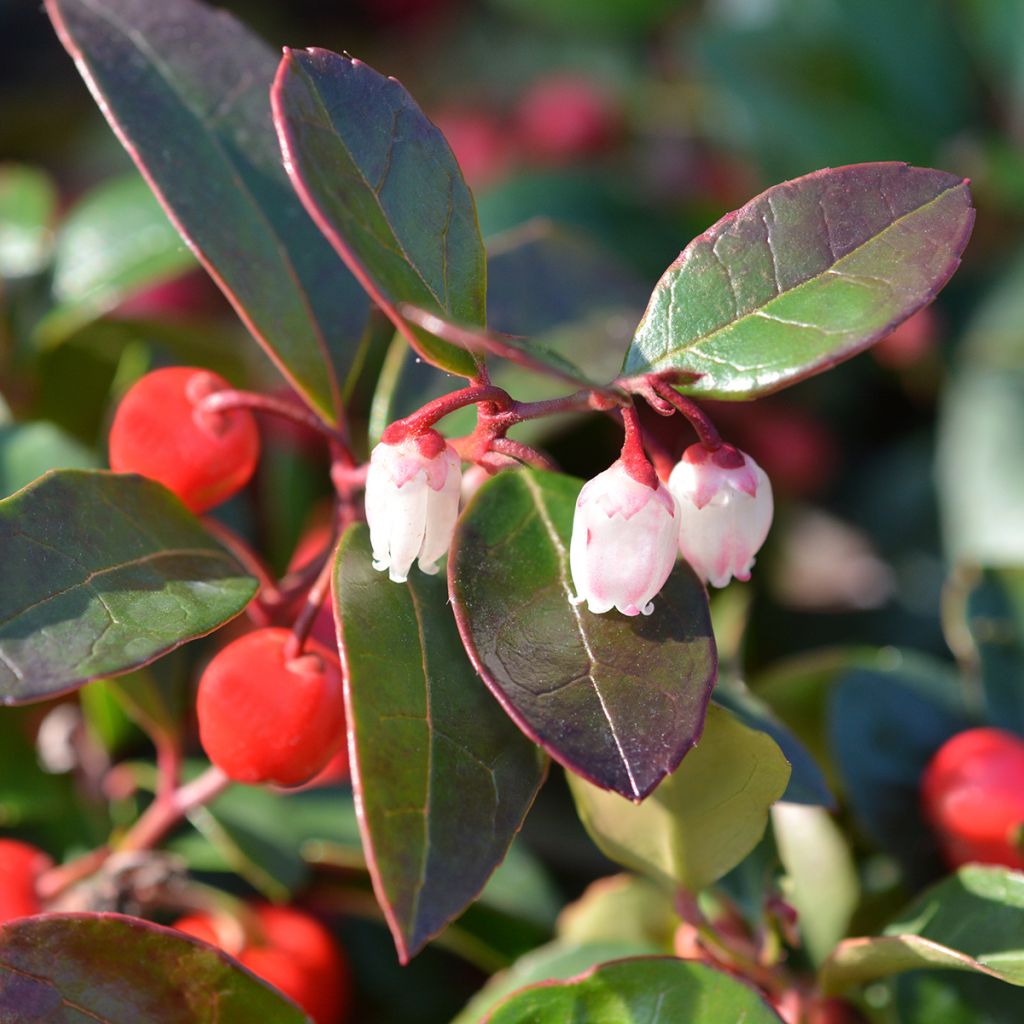 Gaultheria procumbens - Bergthee