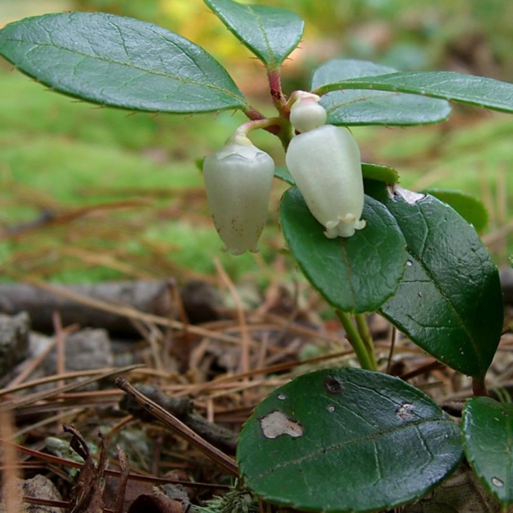 Gaultheria procumbens - Bergthee