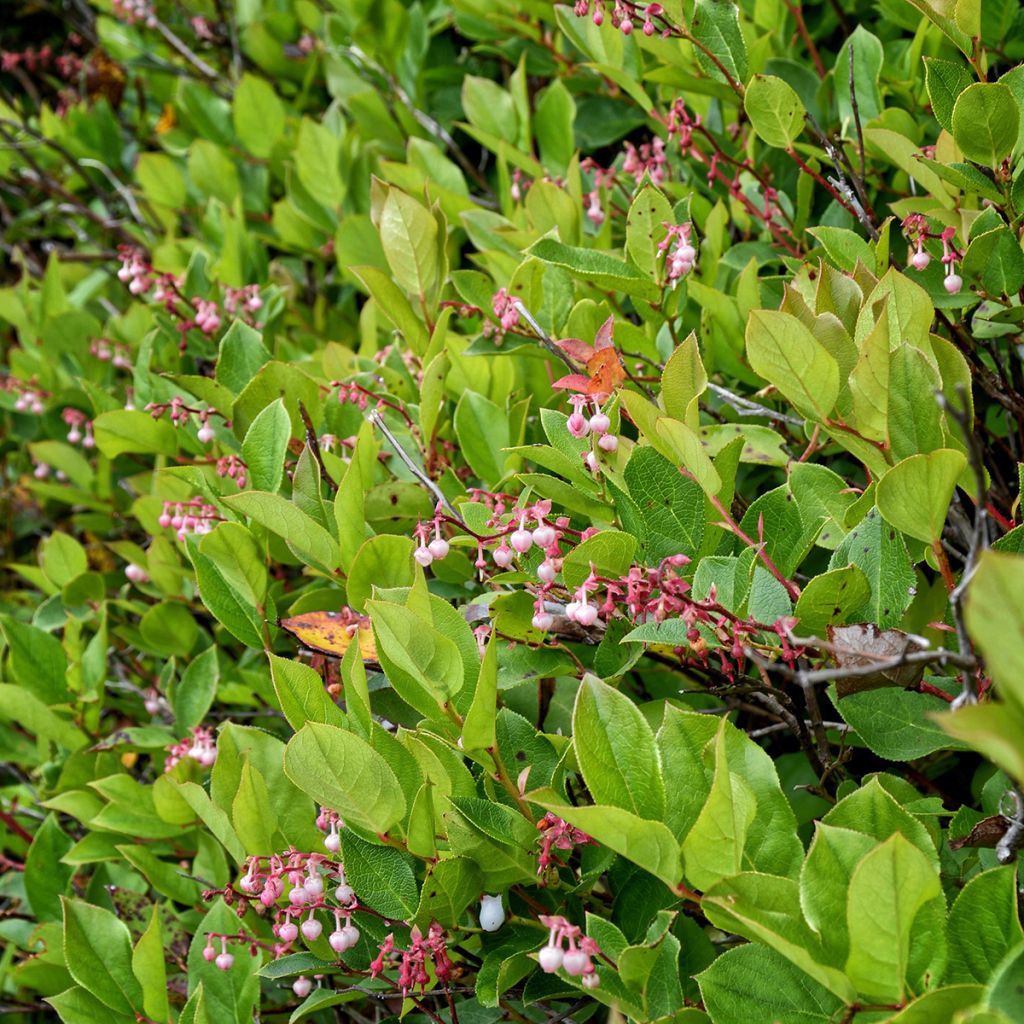 Gaultheria shallon - Shallon