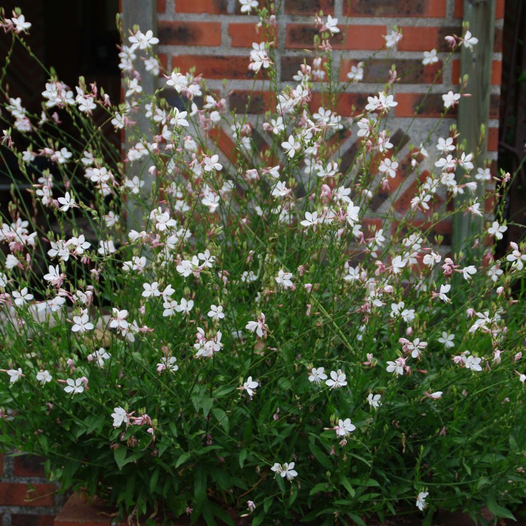 Gaura lindheimeri Wit - Prachtkaars
