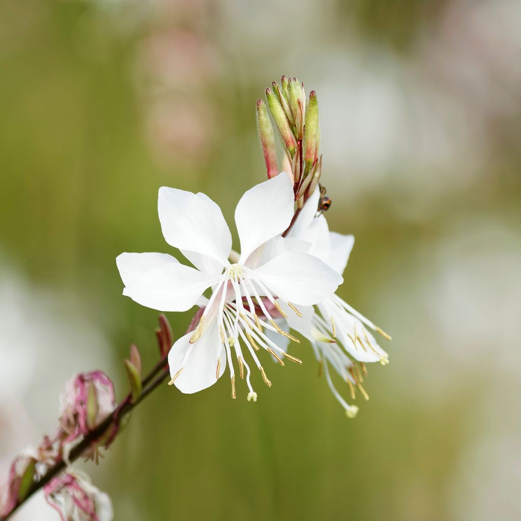 Gaura lindheimeri Wit - Prachtkaars