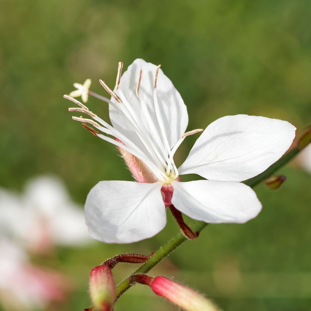 Gaura lindheimeri Wit - Prachtkaars