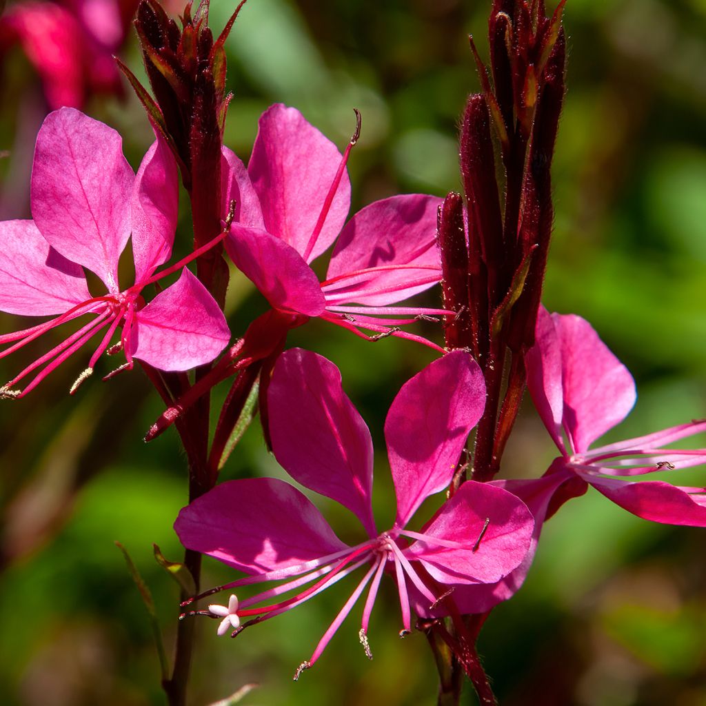 Gaura lindheimeri Blaze - Prachtkaars