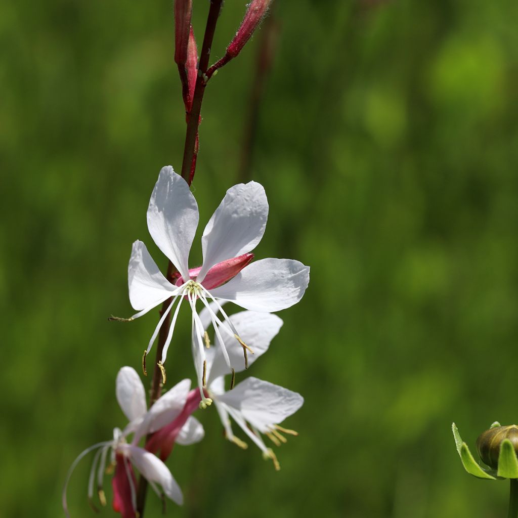 Gaura lindheimeri Elegance - Prachtkaars