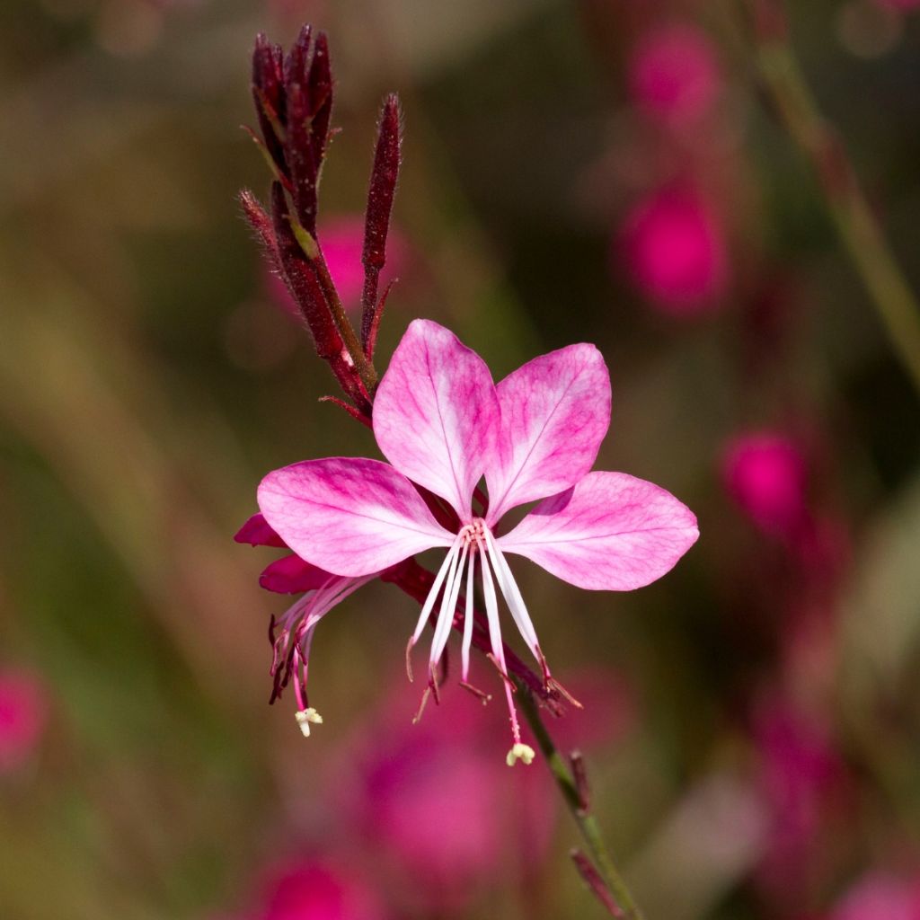 Gaura lindheimeri Lillipop Pink - Prachtkaars