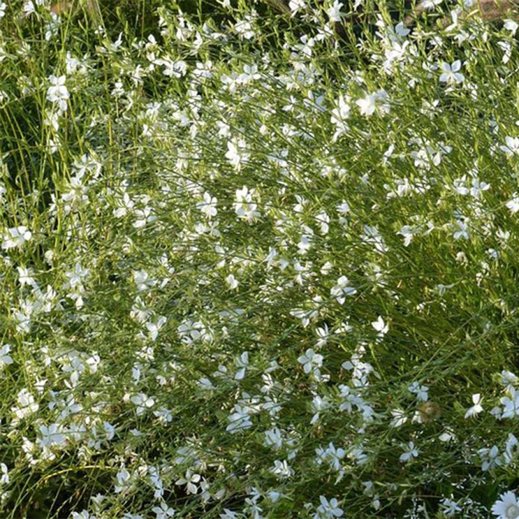 Gaura lindheimeri Snowbird - Prachtkaars