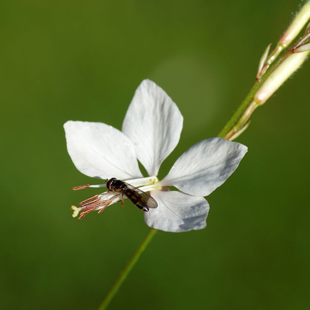 Gaura lindheimeri Snowbird - Prachtkaars