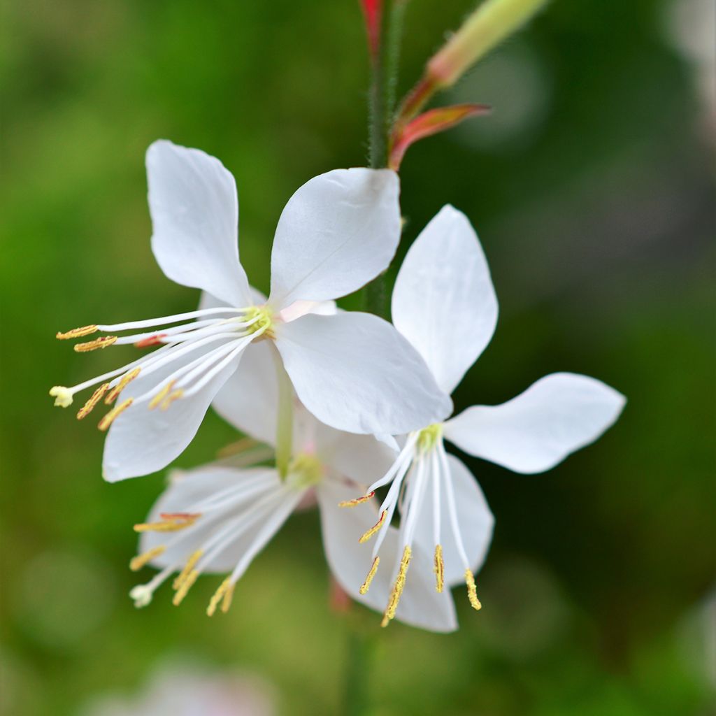 Gaura lindheimeri Snowstorm - Prachtkaars