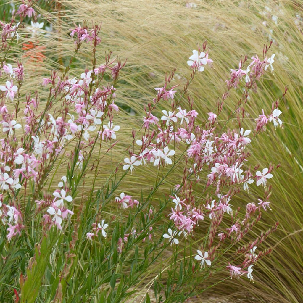 Gaura lindheimeri The Bride (zaad) - Prachtkaars