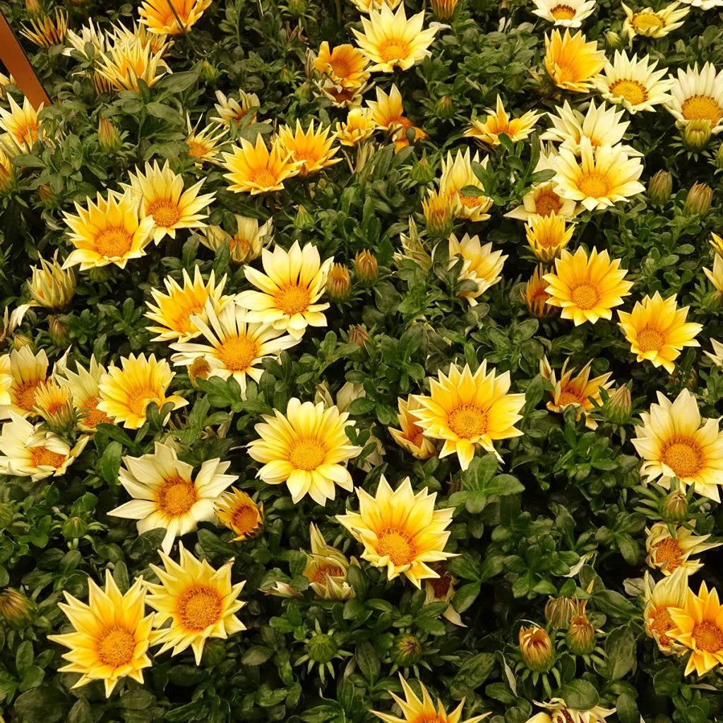 Gazania Zany F1 Sunny-Side Up (zaad) - Middaggoud