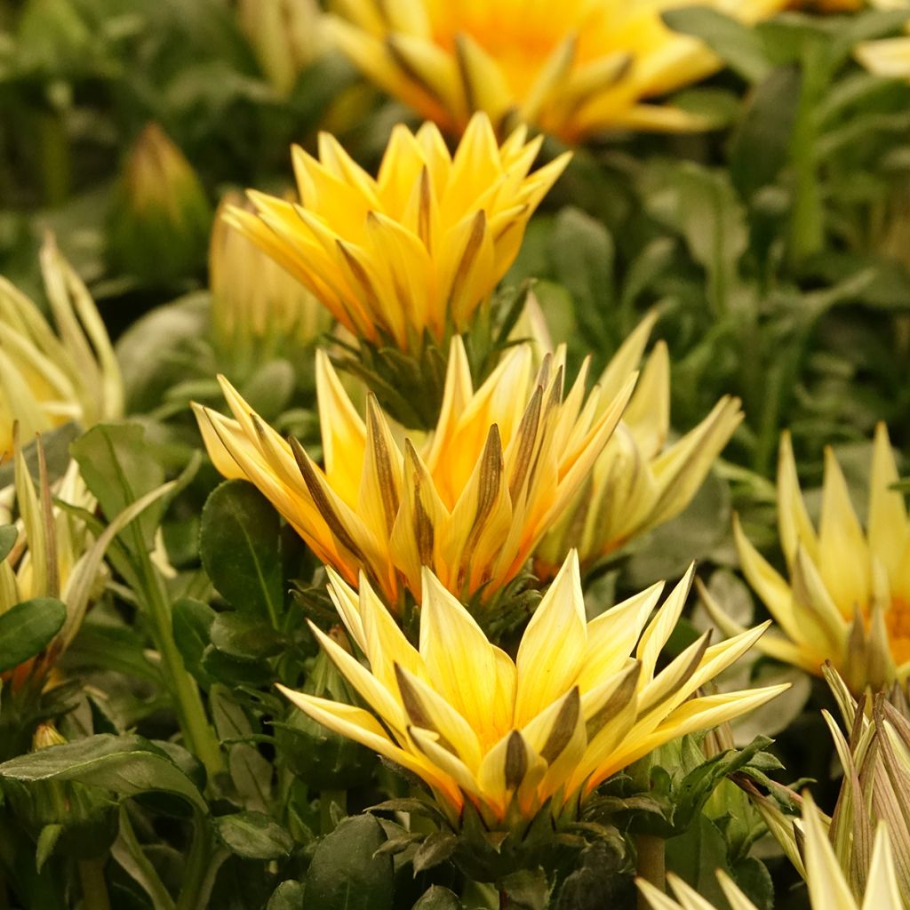 Gazania Zany F1 Sunny-Side Up (zaad) - Middaggoud