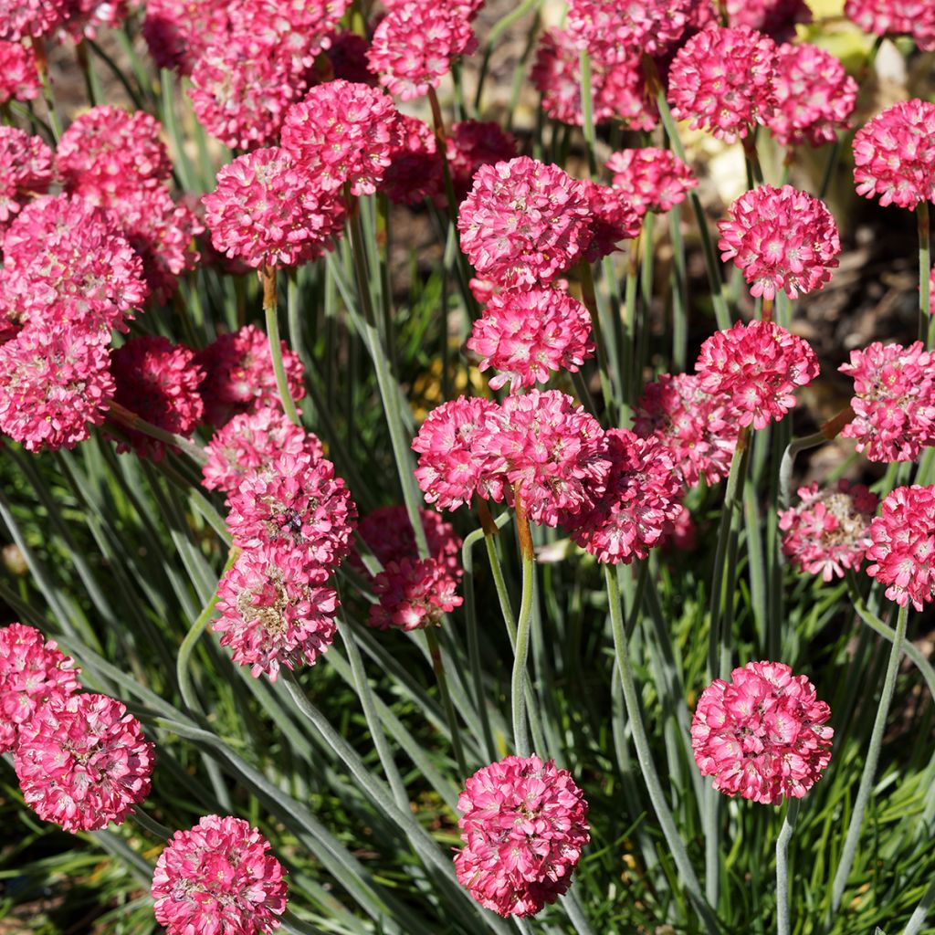 Armeria Ornament - Engels gras