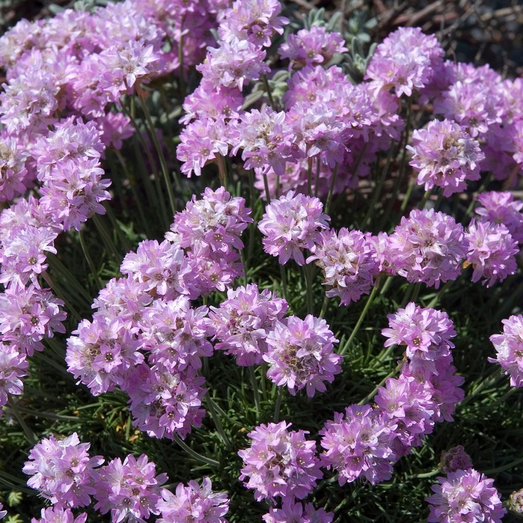 Armeria juniperifolia - Engels gras