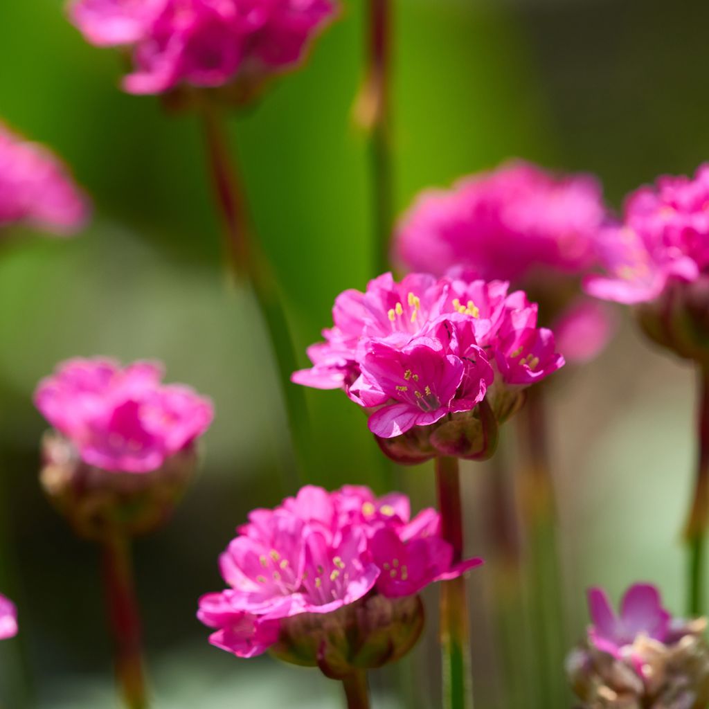 Armeria maritima Düsseldorfer Stolz - Engels gras