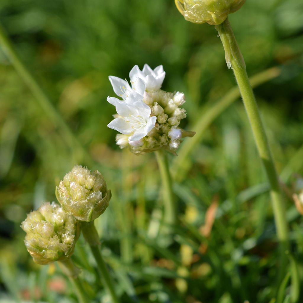 Armeria maritima Alba - Engels gras