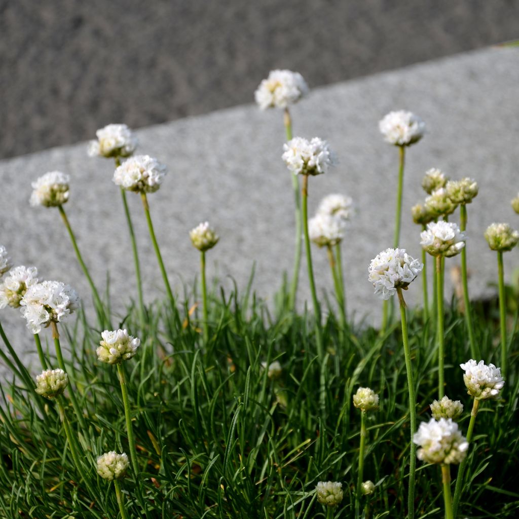 Armeria maritima Alba - Engels gras