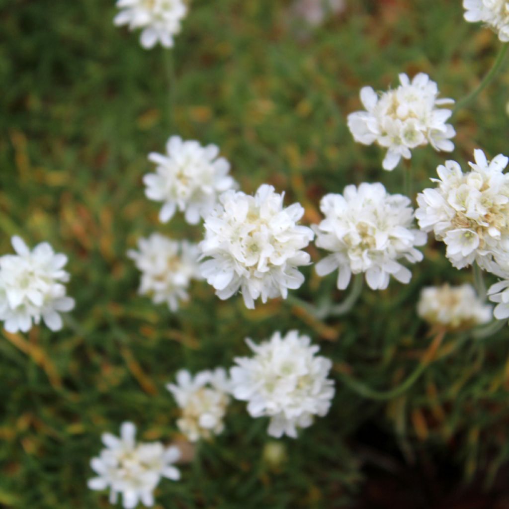 Armeria maritima Alba - Engels gras