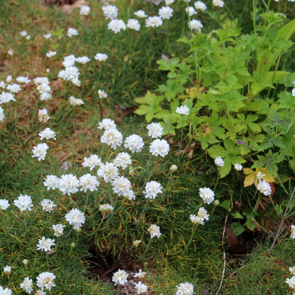 Armeria maritima Alba - Engels gras