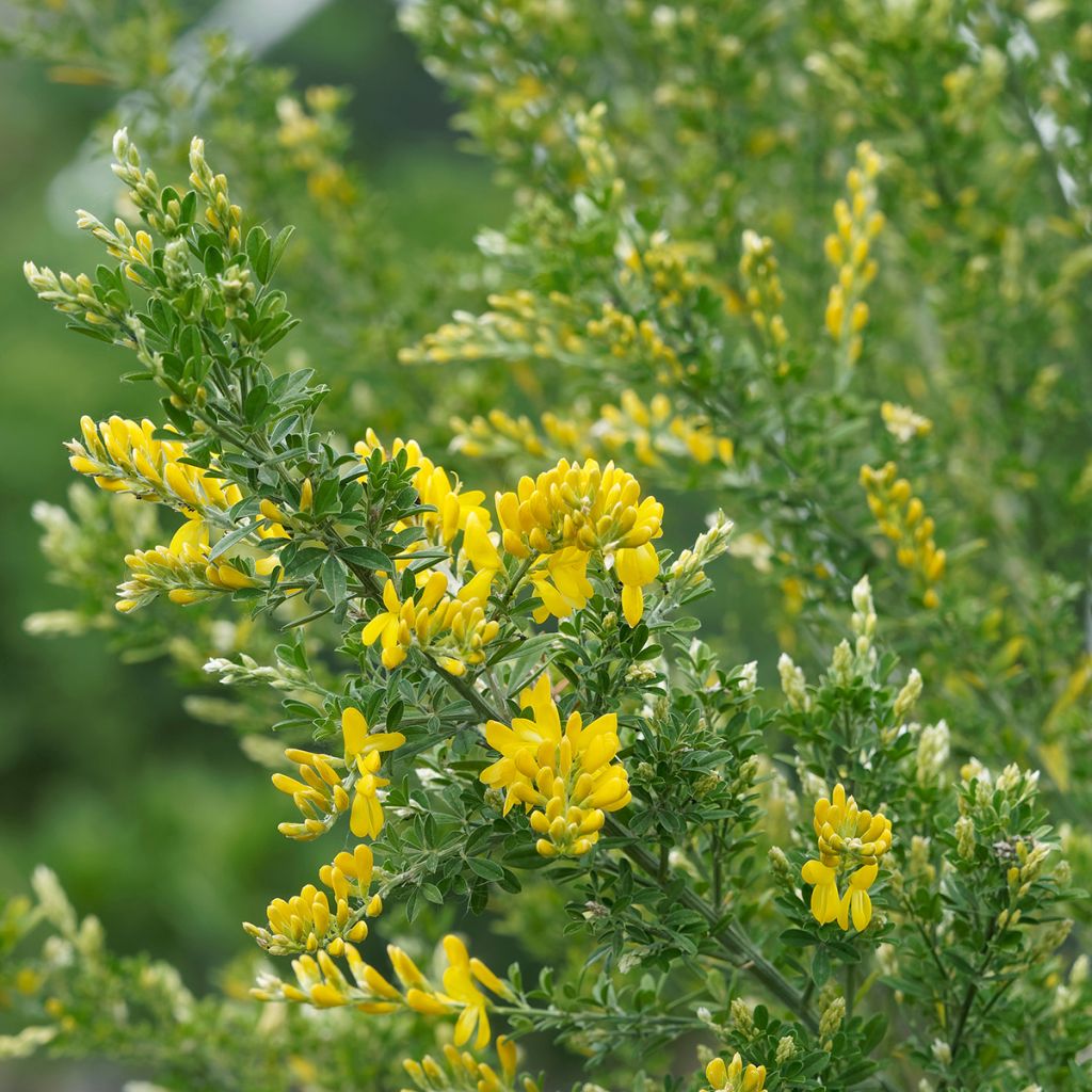 Cytisus scoparius Golden Sunlight - Brem