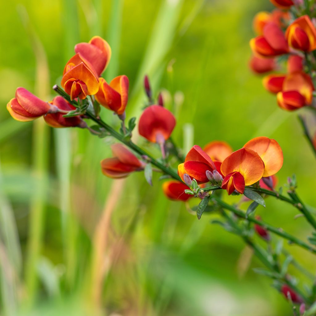 Cytisus scoparius Lena - Brem