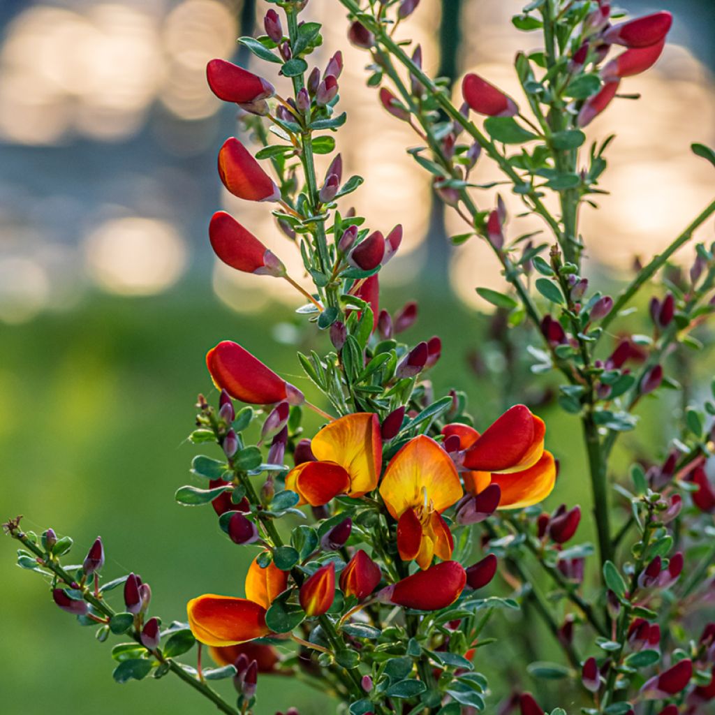 Cytisus scoparius Lena - Brem