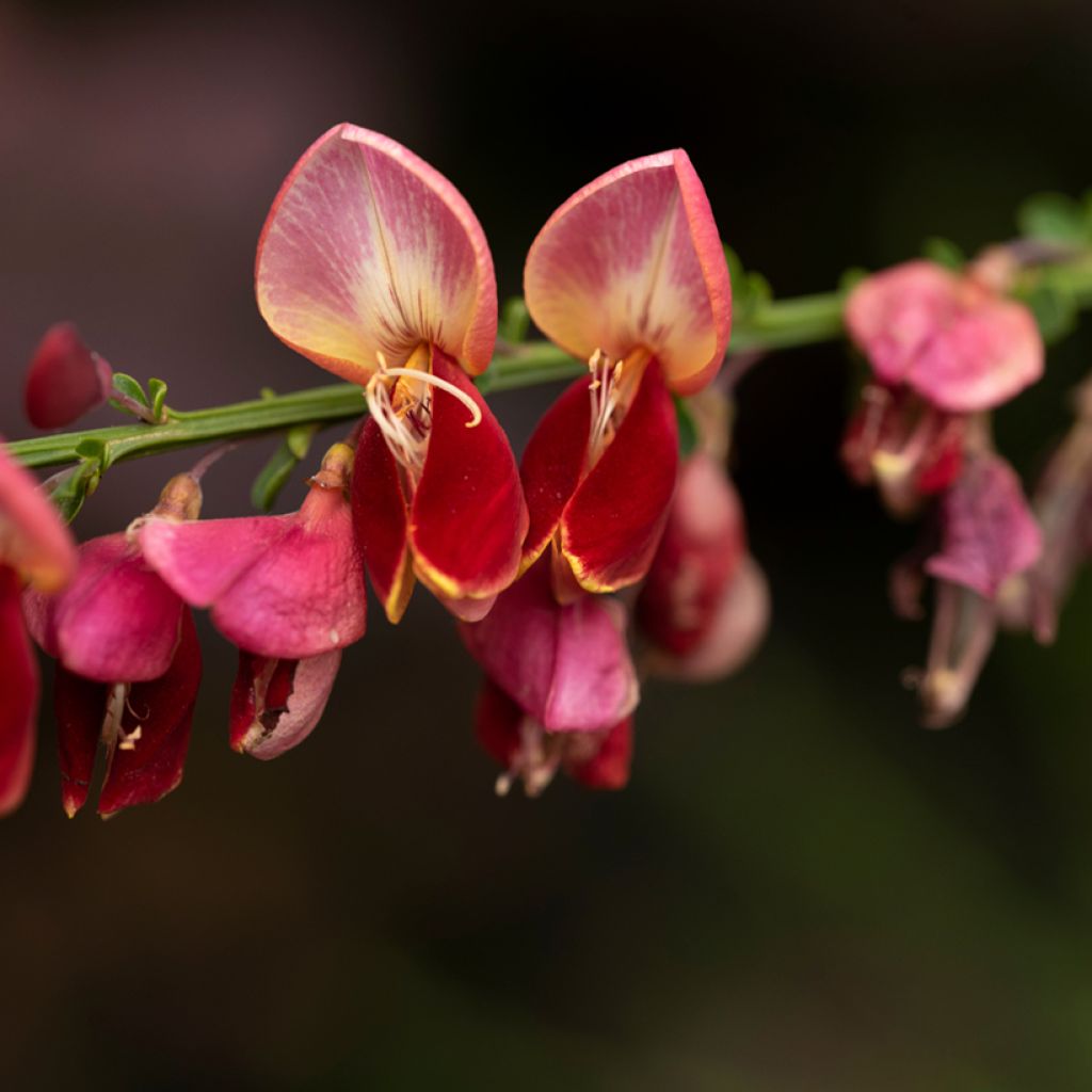 Cytisus scoparius Lena - Brem