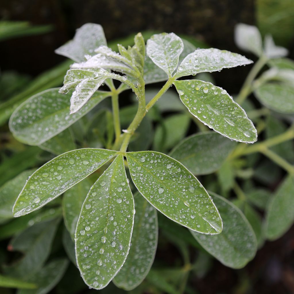 Cytisus battandieri - Marokkaanse boombrem