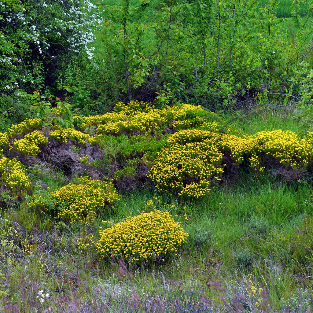 Genista hispanica - Spaanse brem