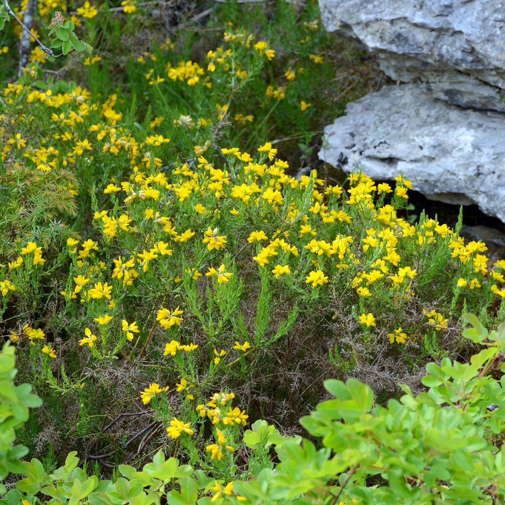 Genista hispanica - Spaanse brem