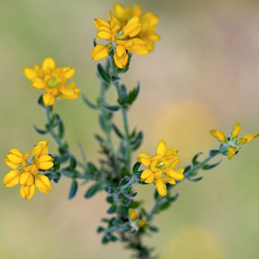 Genista hispanica - Spaanse brem