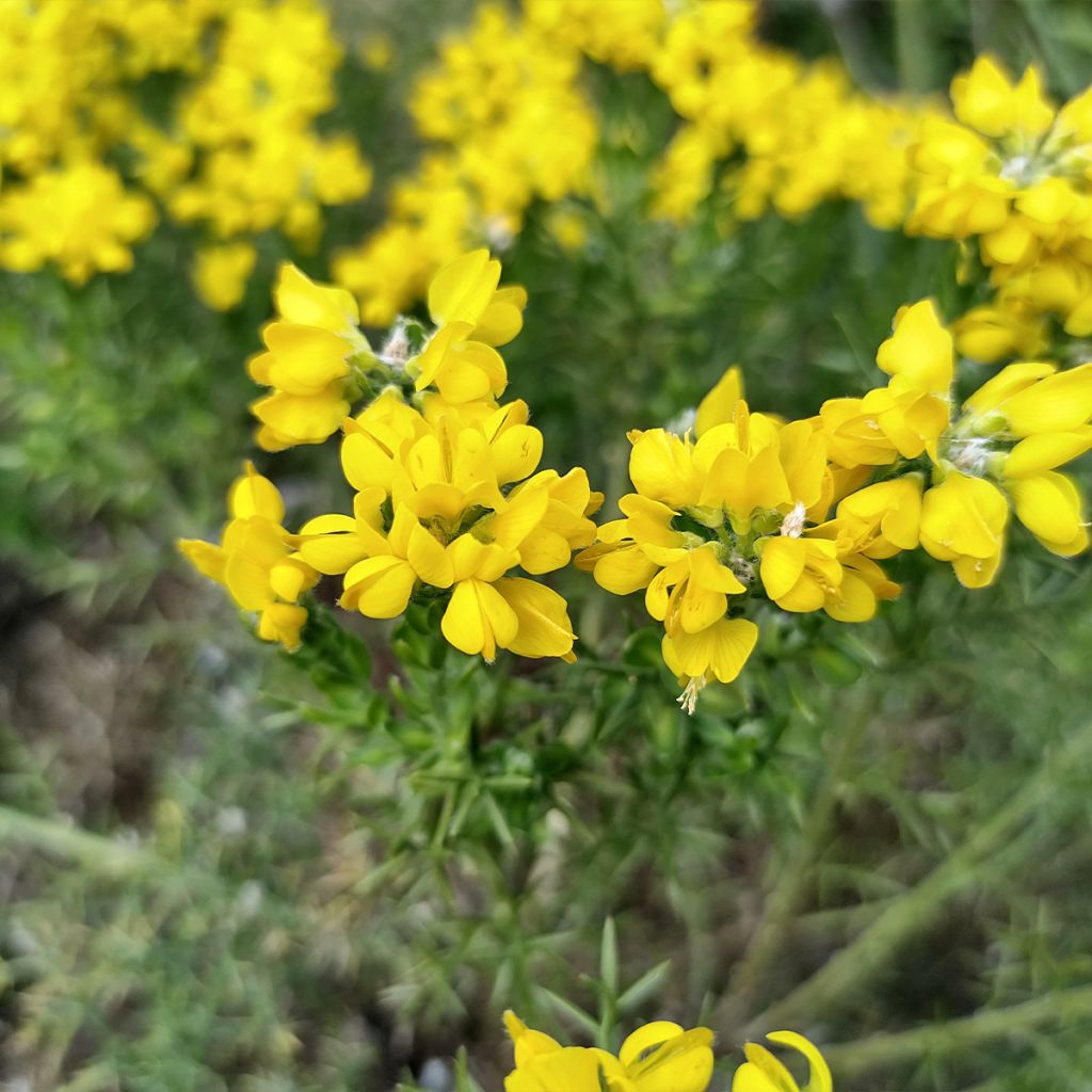 Genista hispanica - Spaanse brem