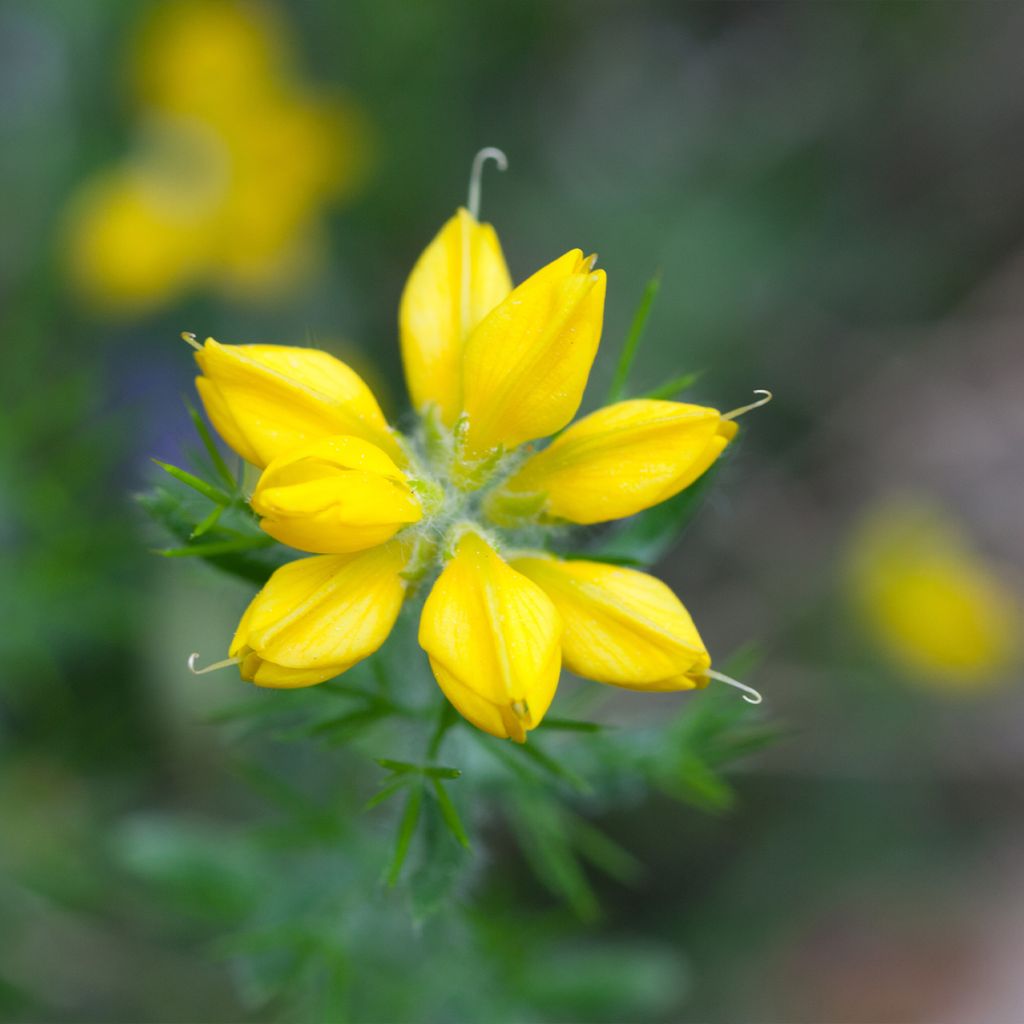 Genista hispanica - Spaanse brem