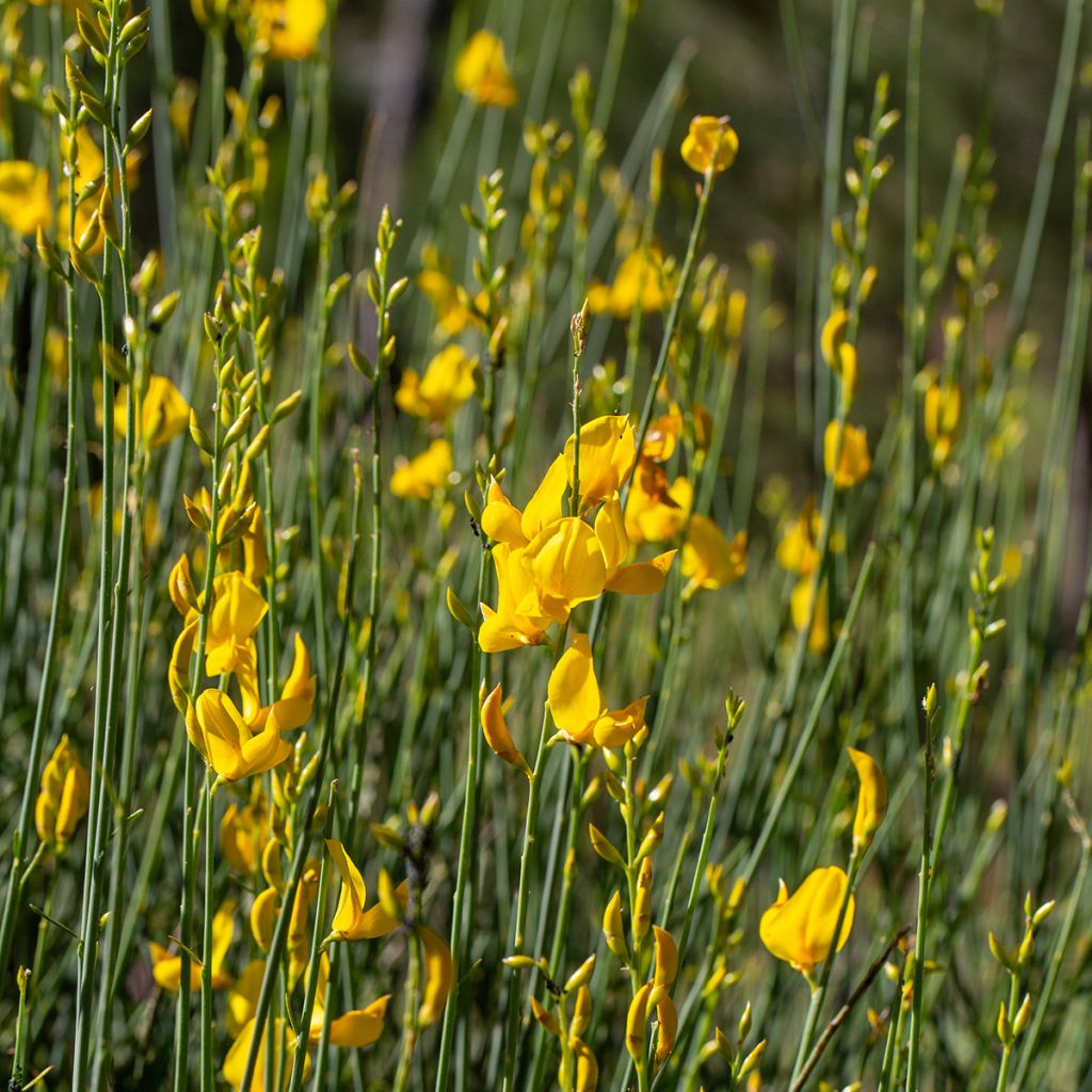 Spartium junceum - Bezemstruik