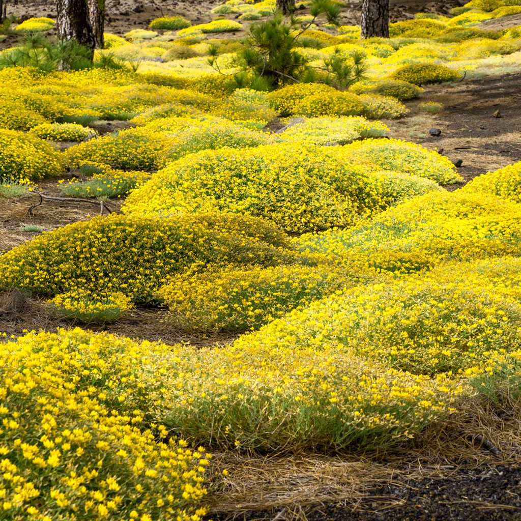 Genista lydia - Heidebrem