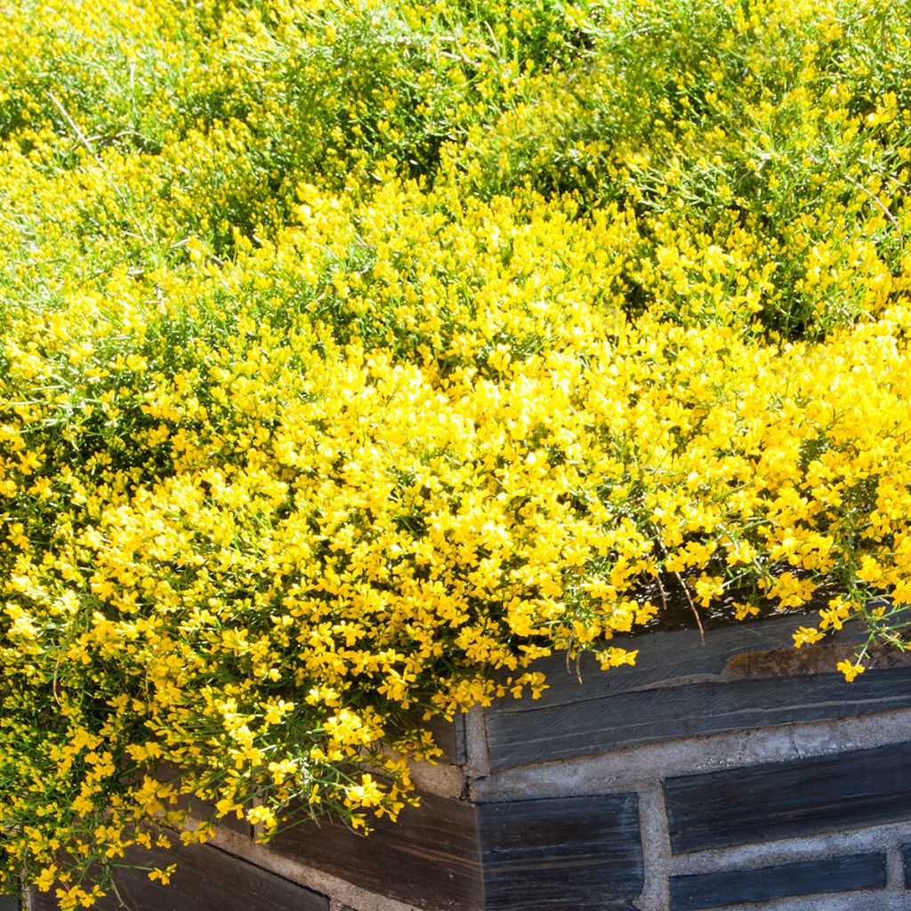 Genista lydia - Heidebrem