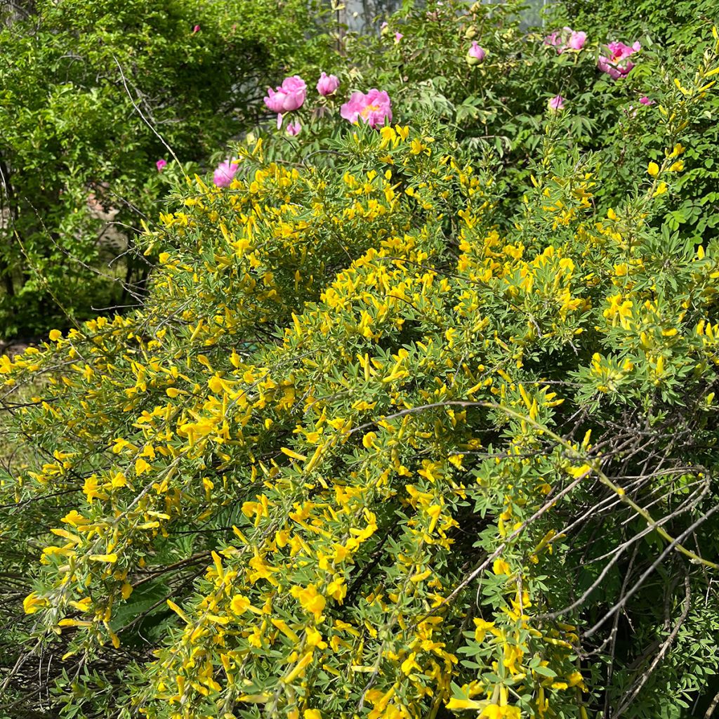 Cytisus praecox Allgold - Brem