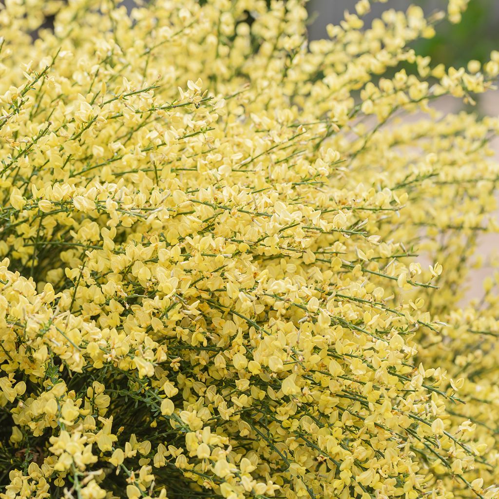 Cytisus praecox - Brem