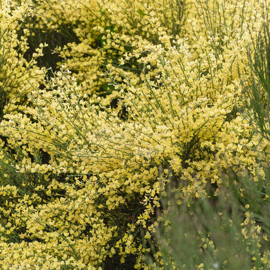 Cytisus praecox - Brem