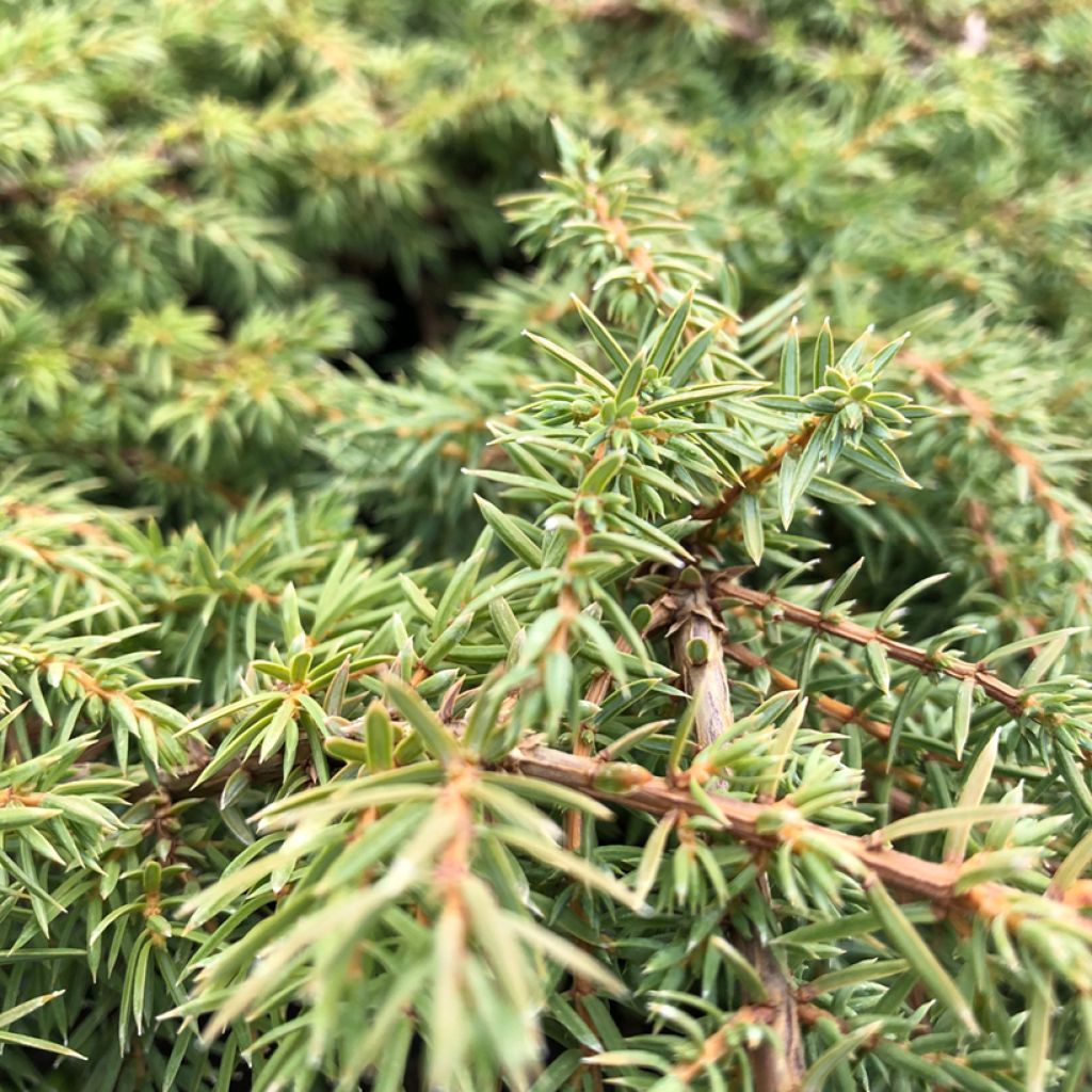 Juniperus communis Green Carpet - Jeneverbes