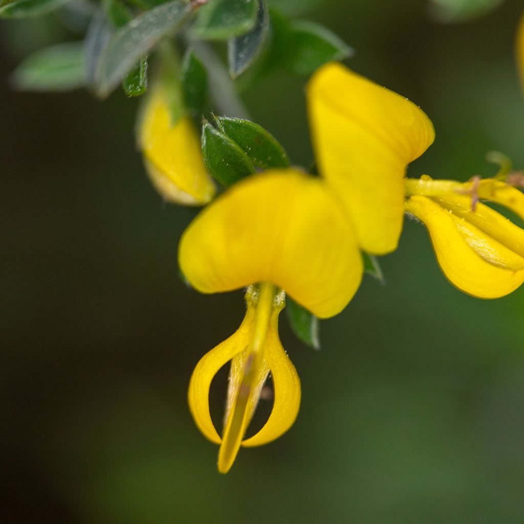 Genista pilosa Vancouver Gold - Kruipbrem