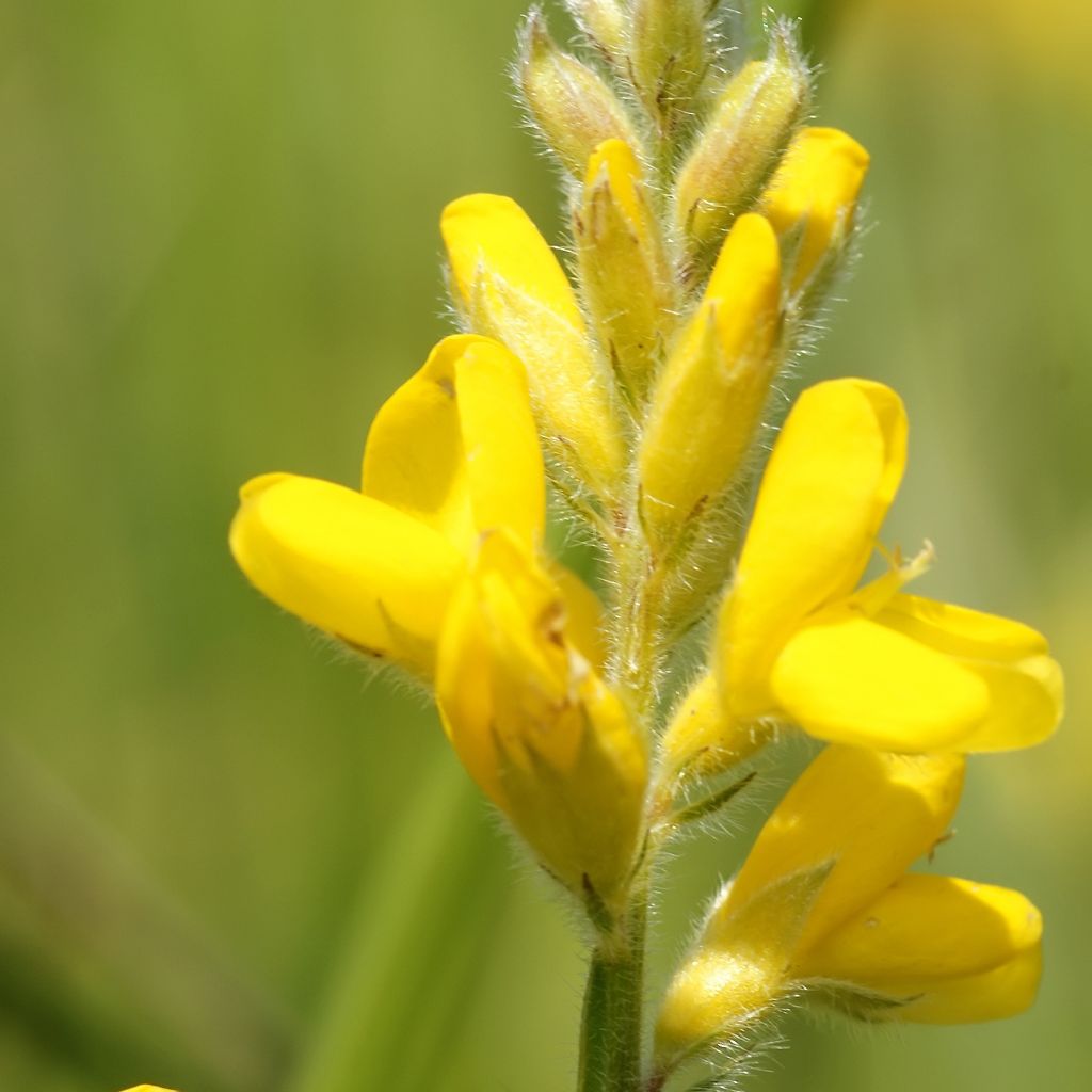 Genista sagittalis - Pijlbrem