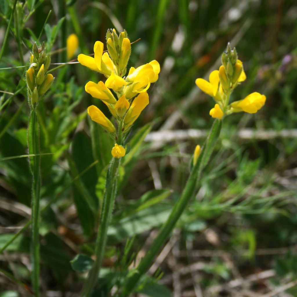 Genista sagittalis - Pijlbrem