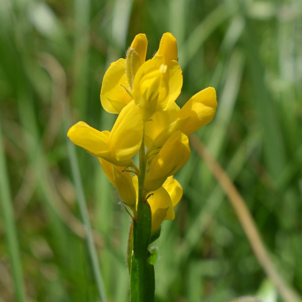 Genista sagittalis - Pijlbrem